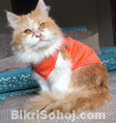 Persian Cat
